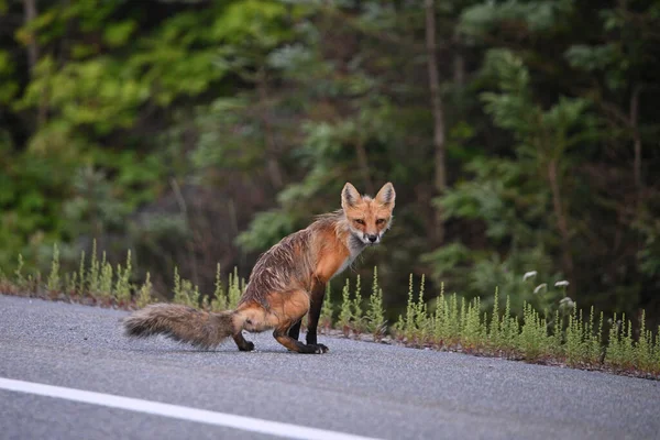 Red Fox Stopt Plassen Als Het Loopt Langs Rand Van — Stockfoto