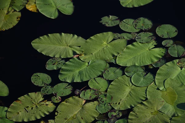 Almofadas Lírio Verde Brilhante Longo Superfície Pântano — Fotografia de Stock