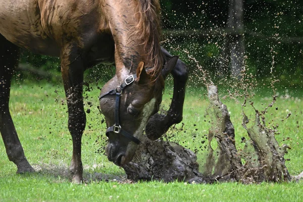 Horses playing in puddle in flooded pasture after summer rain