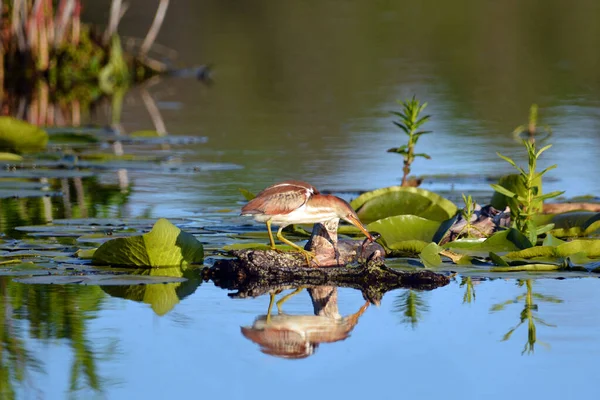 stock image Least Bittern Bird fishing in wetlands stands balancing in the reeds above the waters edge