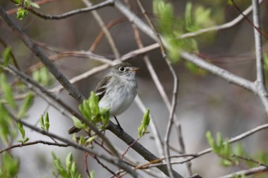 En azından sinekkapan kuş ormanda bir dala tünedi.