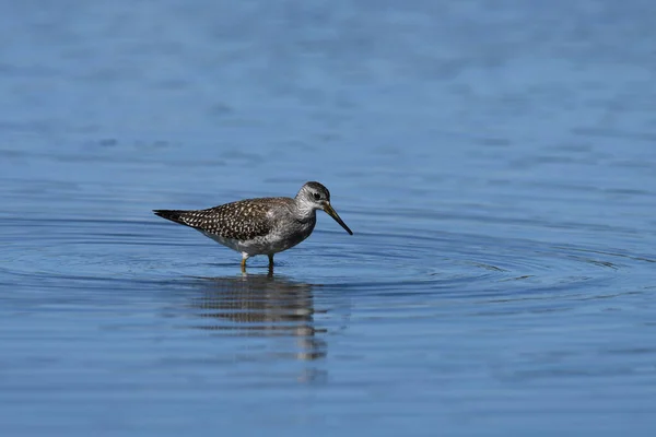 Lesser Yellowlegs Shore Bird Wades Waters Edge Its Migration — Stock Photo, Image