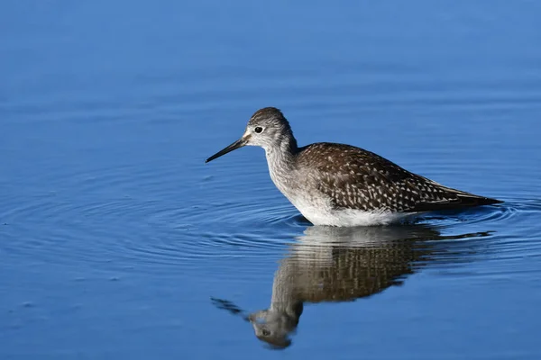Lesser Yellowlegs shore bird wades along the waters edge during its migration