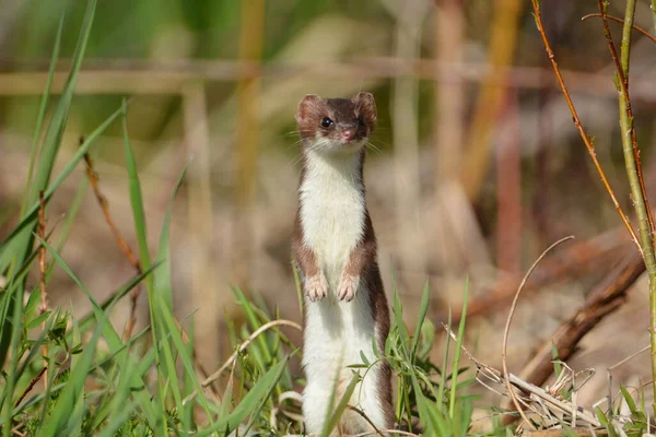 Close Portrait Adorable Long Tailed Weasel Grass — Stock Photo, Image