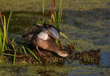 Kanatları açık renkli mavi kanatlı Teal ördeği