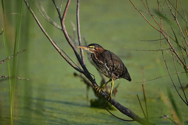 Green Heron bird perched on a twig in marsh hunting