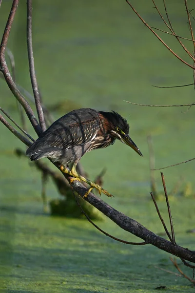 Green Heron bird perched on a twig in marsh hunting