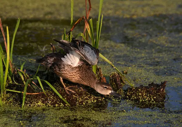 Kanatları açık renkli mavi kanatlı Teal ördeği