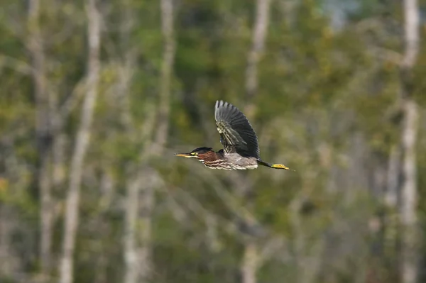 Green Heron bird in flight over marsh with wings spread upwards