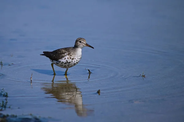 Close Pássaro Spotted Sandpiper Vagueando Longo Costa Lago — Fotografia de Stock