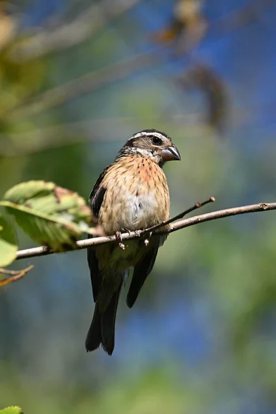 Zbliżenie Samicy Rose Piersi Grosbeak Ptak Siedzący Nad Głową — Zdjęcie stockowe