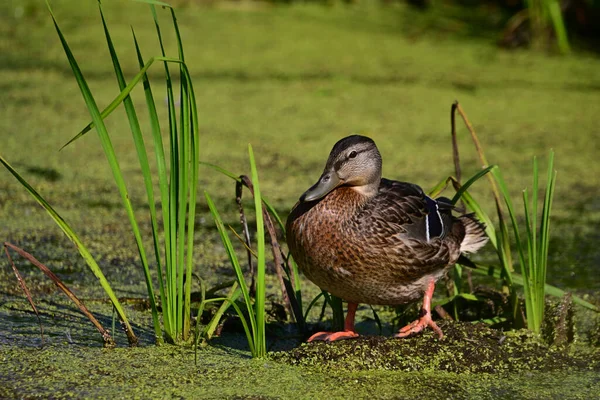 Close Female Mallard Duck Sits Perched Reeds Edge River — Stock Photo, Image