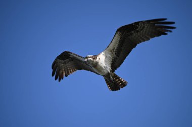 Kanatlarıyla uçan Osprey kuşu balık aramak için su cephesinde süzülür.