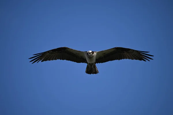 Osprey bird in flight with wings spread soars along water front in search of fish