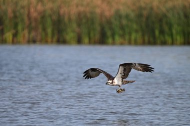 Uçan bir Osprey kuşu suyun üzerinde pençeleriyle bir balık taşıyor.