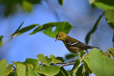 Koyu memeli ötleğen kuşu, kafa karıştırıcı sonbahar renkleriyle ormanın bir dalına tünemiş.