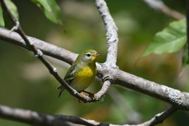 Renkli Kuzey Parula Warbler ormandaki bir dala tünemiş.