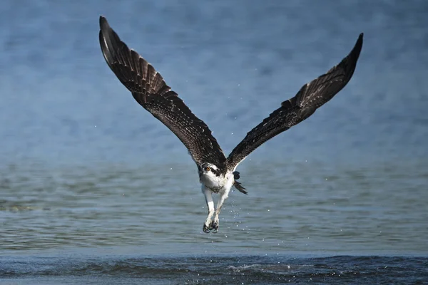 Jovem Pássaro Osprey Juvenil Com Olhos Laranja Distintivos Emerge Água — Fotografia de Stock