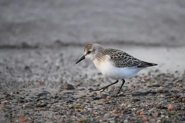 Semipalmated sandpiper walks along a rocky shore of Lake Ontario during its migration south