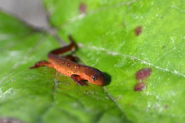 Yeşil yapraklı, küçük, şirin kırmızı benekli Newt. 