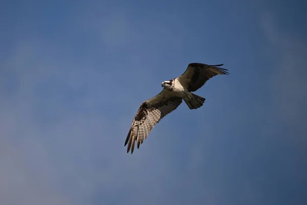 Osprey bird in flight with wings spread soars along water front in search of fish