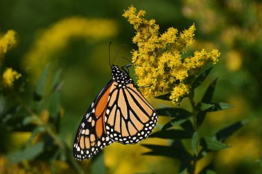 Güzel bir kral kelebeğine yaklaş. Altın sarısı çiçekli bir çayırda.