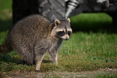 Şirin vahşi rakun bir çiftliğin çevresini araştırıyor ve park halindeki araçları yiyecek bulmak için araştırıyor.