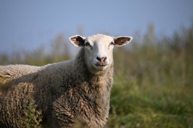 Yeşil yaz otlağındaki bir koyunun portresi