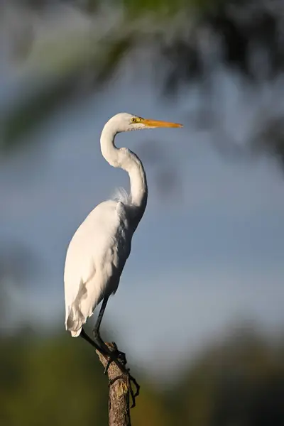 Elegant Great Egret Bird Sits Perched Tree River — Stock Photo, Image