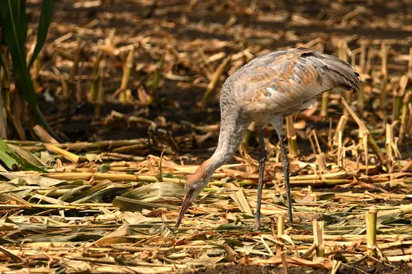 Juvenile Sandhill Crane standing in a corn field where it will rest and feed during its migration south