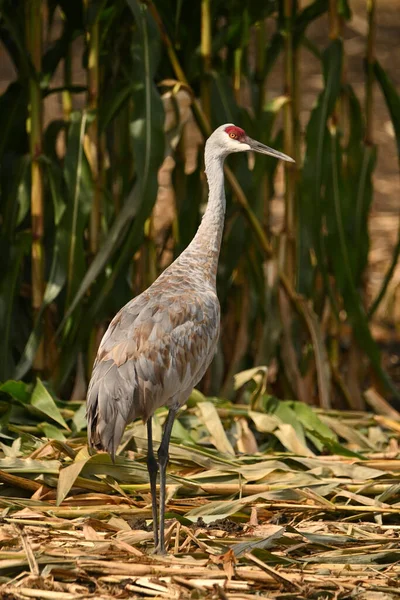 Adult Sandhill Crane standing in a corn field were it will rest and feed during its migration south
