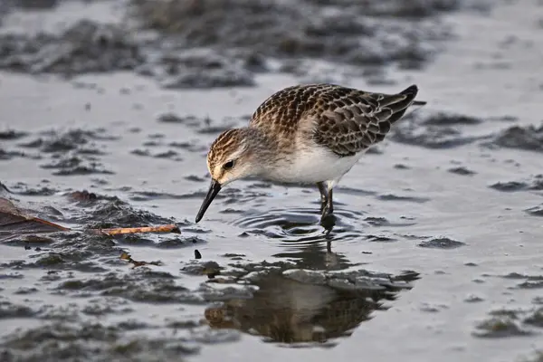 Semipalmated sandpiper bird walks along a rocky shore of Lake Ontario during its migration south
