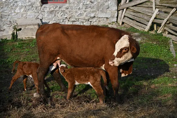 一头赫里福德奶牛和她的双胞胎小腿站在谷仓的院子里 — 图库照片