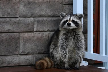 Komik, meraklı rakun, kırsal bir yerleşim bölgesindeki bir güverteyi araştırırken fotoğrafçı tarafından köşeye sıkıştırılıyor.