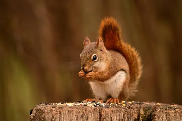 Kırmızı Sincap bir ağaç kütüğünde oturur ve kuşlar için bırakılmış tohumları yer.