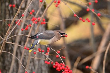 Kırmızı böğürtlen yiyen renkli bir Cedar Waxwing kuşuna yaklaş. 