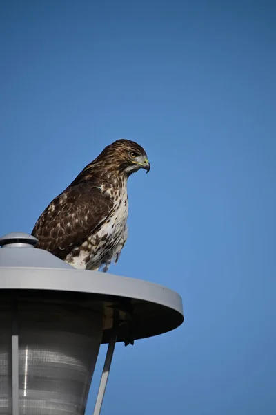 Juvenile Red-tailed Hawk perched on a street light in public park hunting for mice