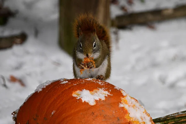 Bir Amerikan Kızıl Sincabı Cadılar Bayramı 'ndan sonra karla kaplı balkabağı yiyerek oturur.
