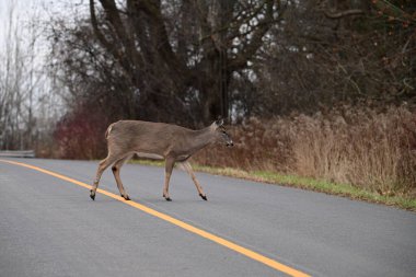 Geyik geyiği kör virajda karşıdan karşıya geçerken Güz Sahnesi