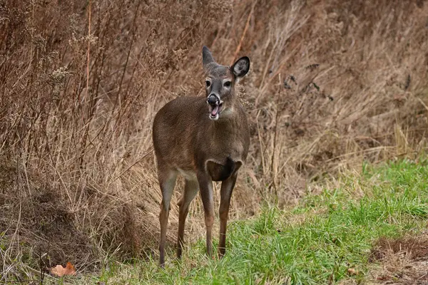 White-tailed Deer doe steps out from the tall grass along the side of a road and yawns with eyes open