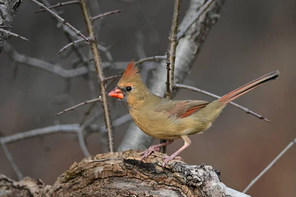 Female Northern Cardinal bird standing on a fallen tree along the edge of a forest