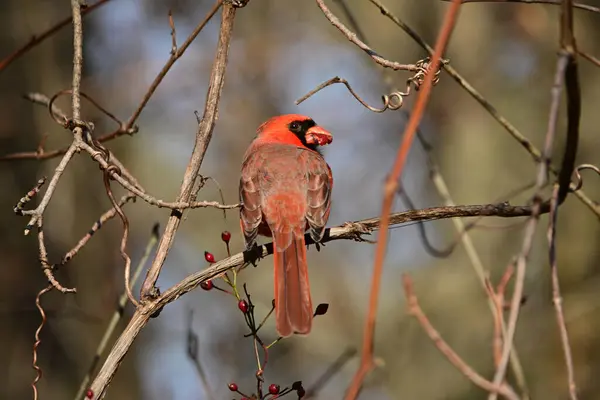 A male Northern Cardinal bird sits perched in a bush eating berries