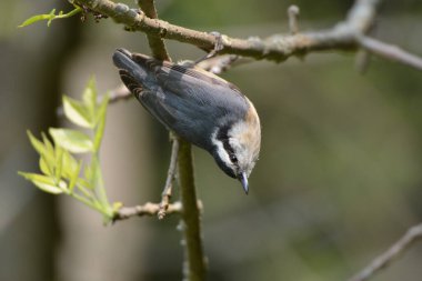 Kırmızı göğüslü bir Nuthatch kuşu bir dal üzerinde baş aşağı asılı duruyor.