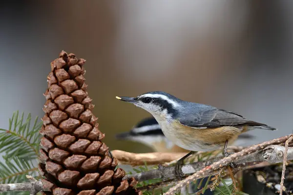 A Red-breasted Nuthatch bird eating seed from a pine cone