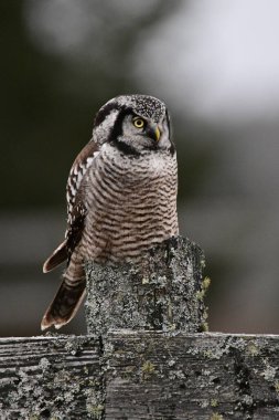 Kuzey Şahin Baykuşu, Boreal Ormanı 'ndan tünemiş yosun kaplı tarımsal çitlerin üzerinde tarla farelerini avlıyor.