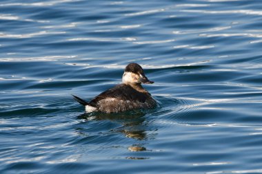 Gölde damızlık olmayan erkek Ruddy Duck
