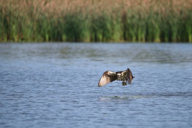 Osprey kuşu Ontario Gölü 'ndeki bir körfez boyunca balık yakalamak için aşağı dalıyor.