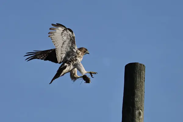 Juvenile Red-tailed Hawk in flight with wings spread carrying a mouse in its talon landing on a telephone pole