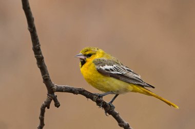 Genç bir Bullock 'un Oriole' unun bir dala tünediği yerde. 