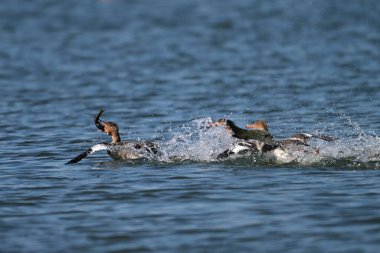 Female Red-breasted Merganser duck catching and fighting over fresh caught fish clipart